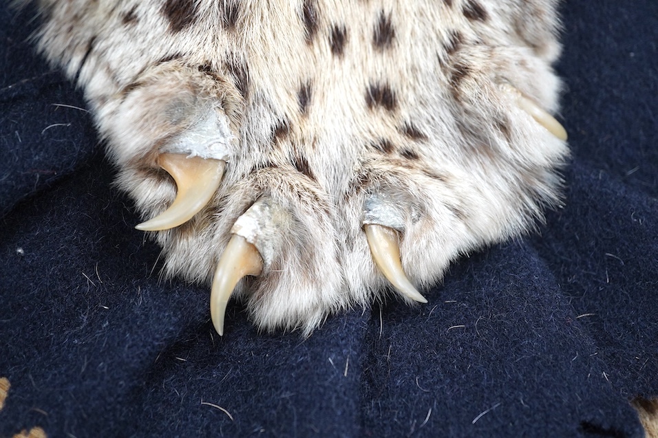 An early 20th century leopard skin rug with taxidermy head by van Ingen and van Ingen, Mysore, makers name stamped to the back, 215cm long. Condition - poor